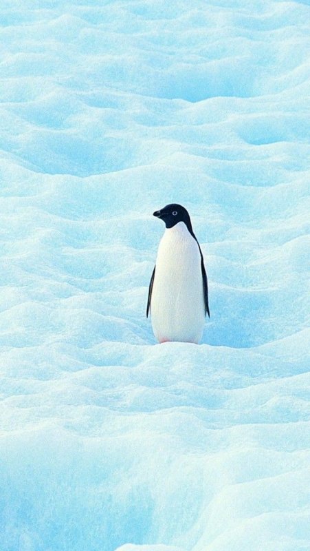 Пингвины заставка