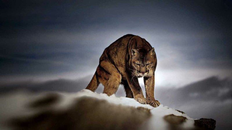 Пума на рабочий стол