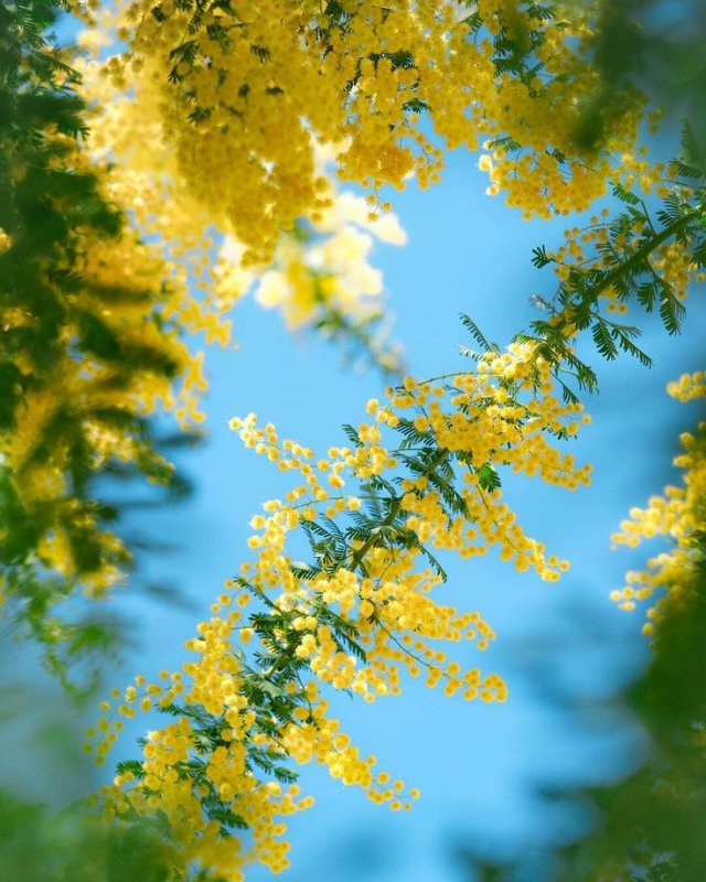 Весенние цветы Мимоза
