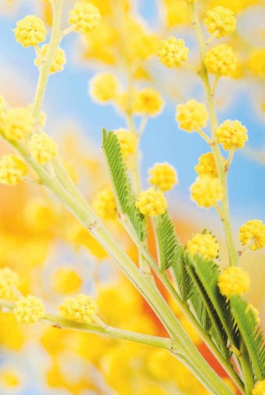 Весна Мимоза