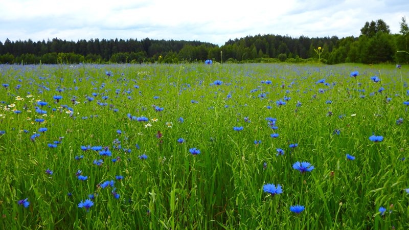 «Поле Васильков»