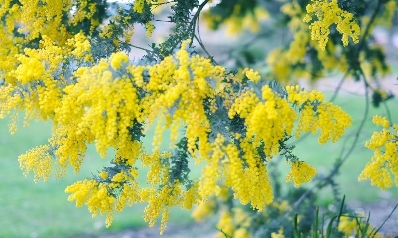 Глициния китайская бобовник