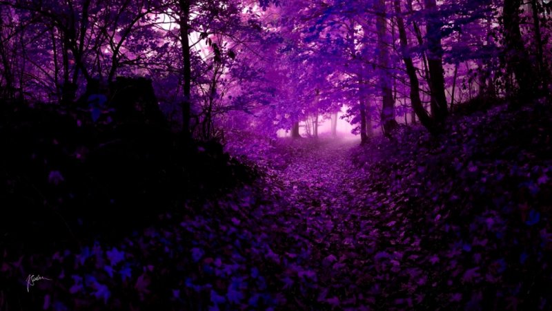 Красивый фиолетовый