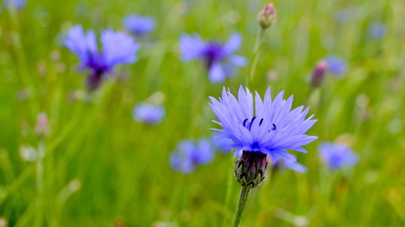 Василек полевой Centaurea cyanus