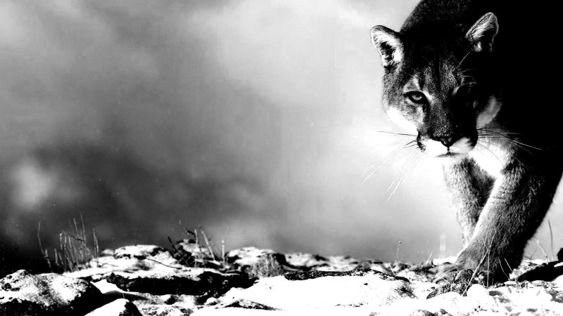 Татаринцев Пума