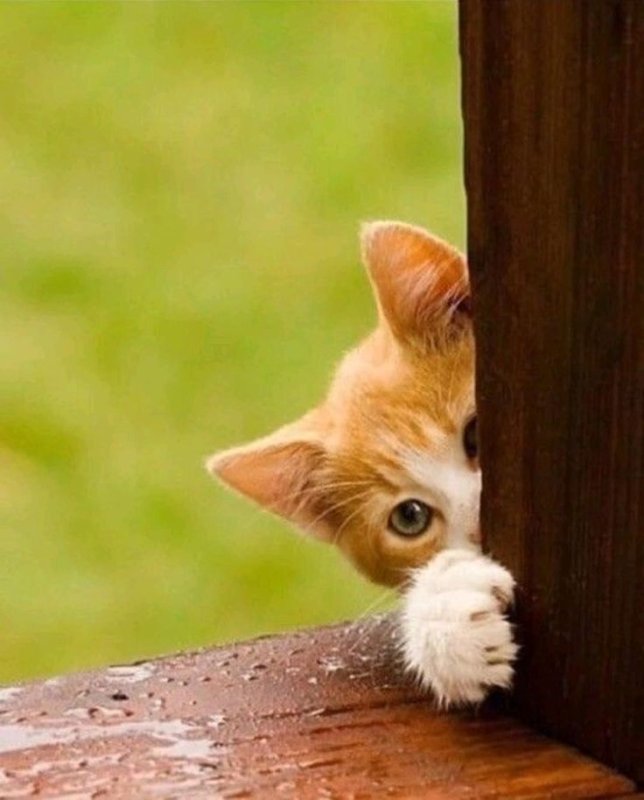 Привет котик