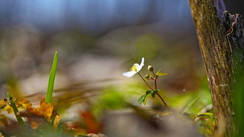 Весенние мотивы