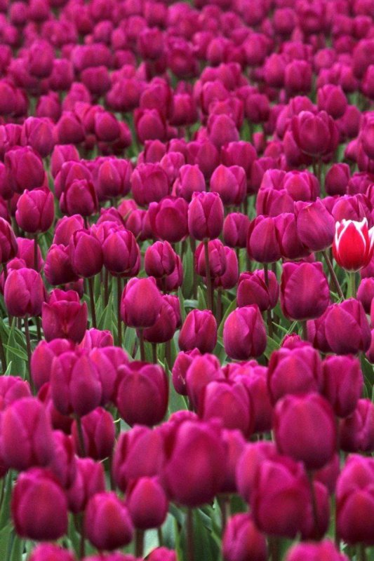 Тюльпаны на заставку