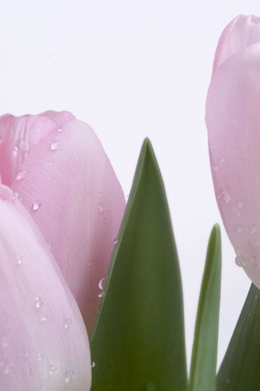 Нежные тюльпаны