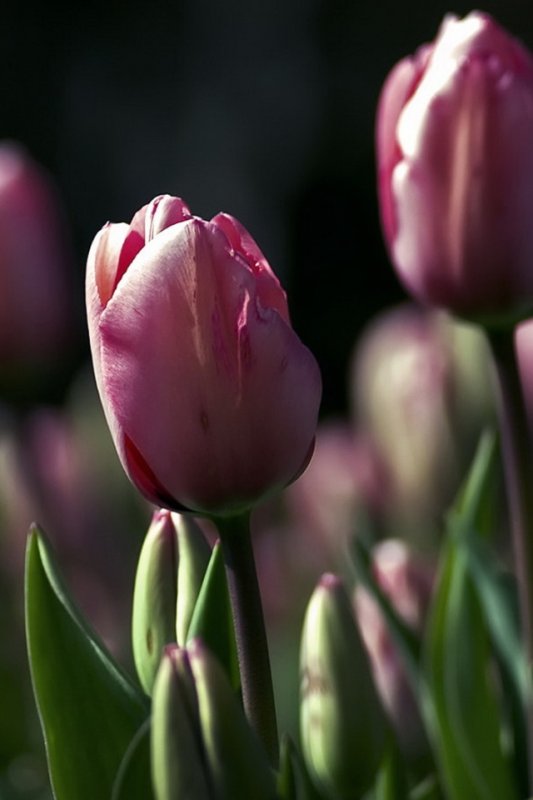 Красивые тюльпаны