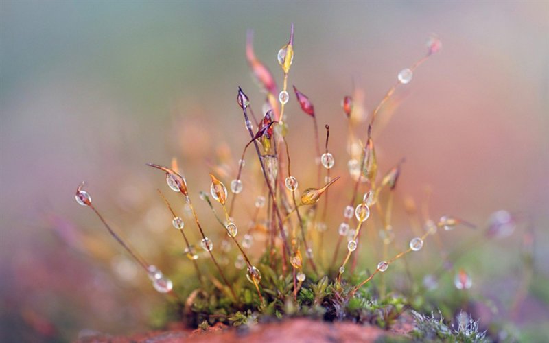 Пробуждение весны