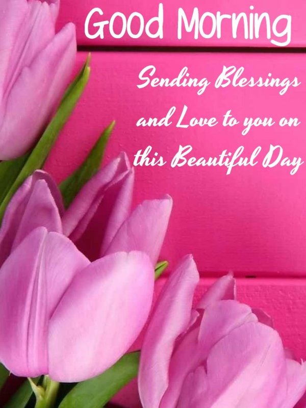 Розовые тюльпаны