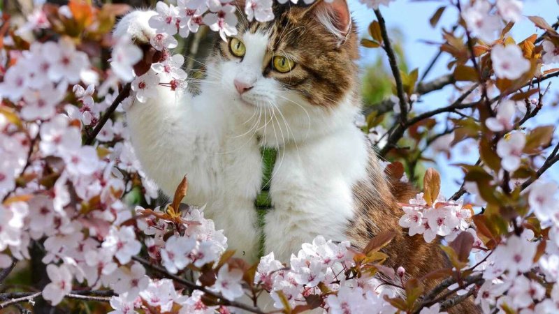 Кошка Весна