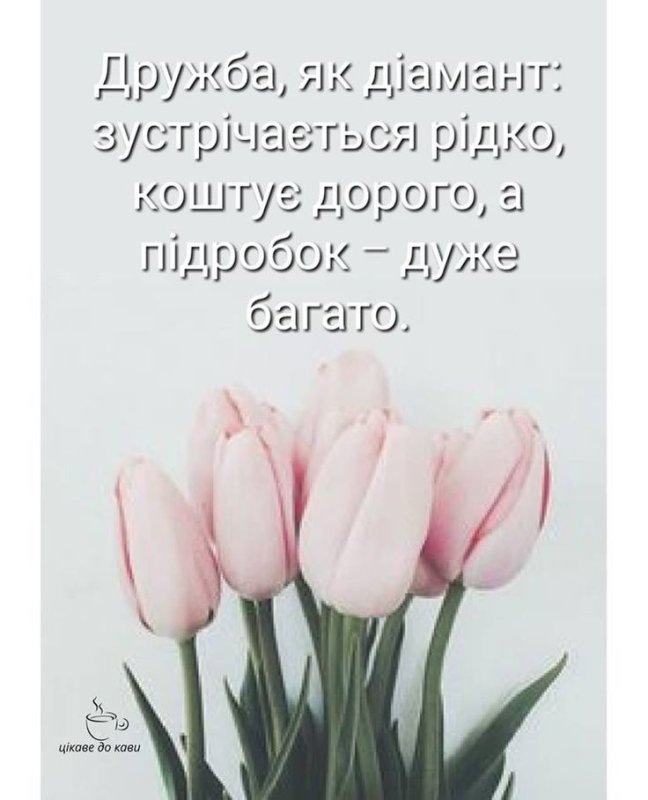 Розовые тюльпаны