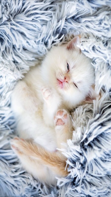 Милые котики