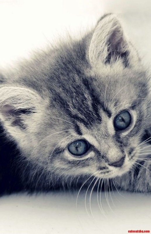 Обои с котятами