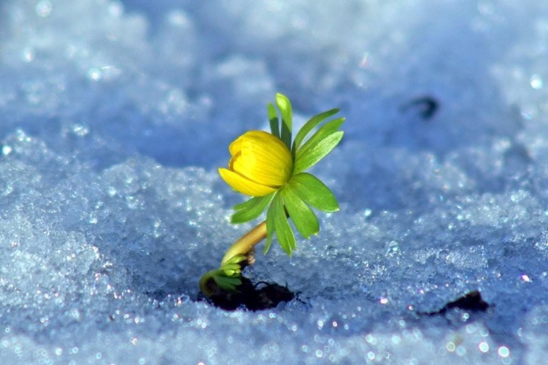Эрантис весенник