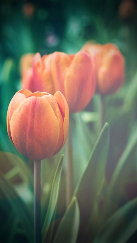 Тюльпаны вертикальные