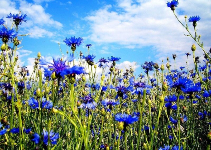 Василек синий (Centaurea cyanus)