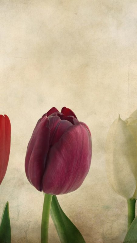 Тюльпаны фон