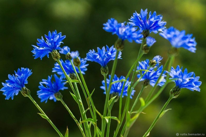 Василек Волошка