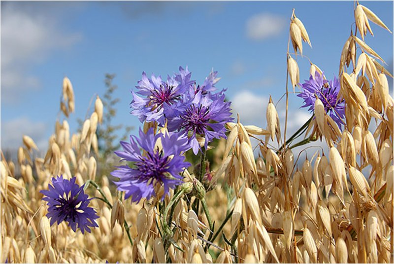 Васильки Беларусь