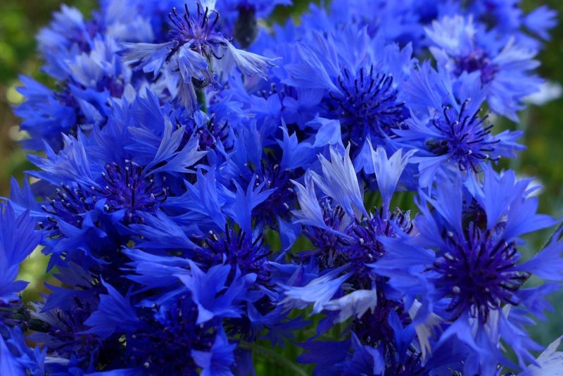 Василек синий Корнфловер