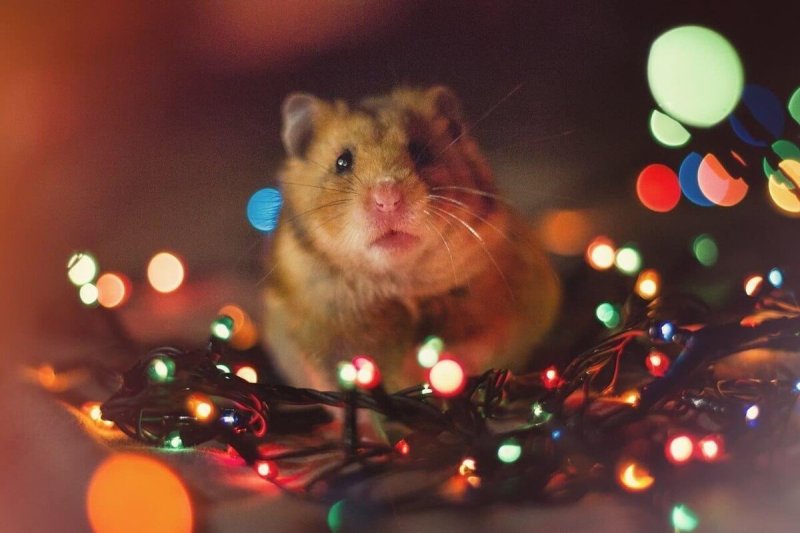 Красивый хомяк