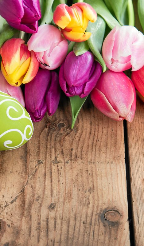 Цветы тюльпаны