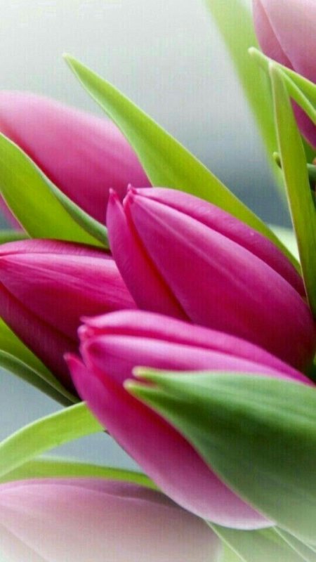 Весенние тюльпаны