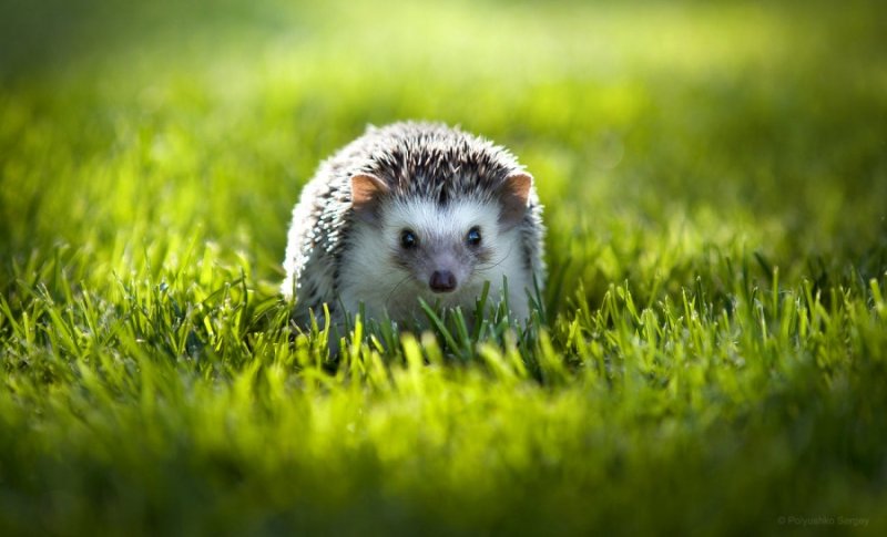 Обои на рабочий стол Ежик