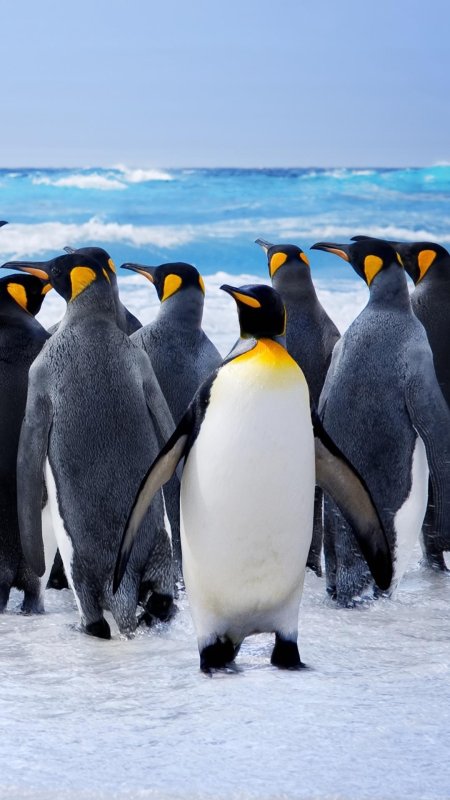 Фото пингвинов в Антарктиде