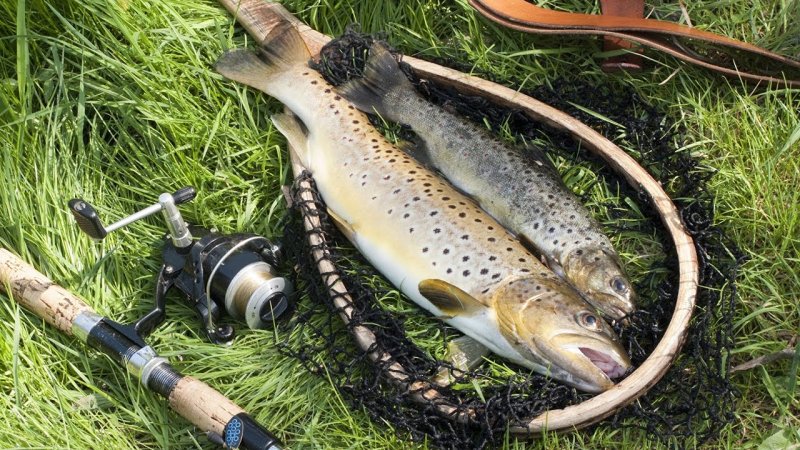 Рыба на удочке