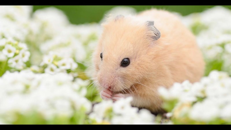 Милые хомяки