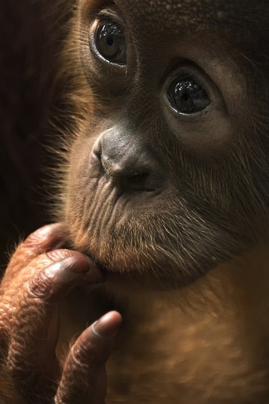 Обезьяна девочка