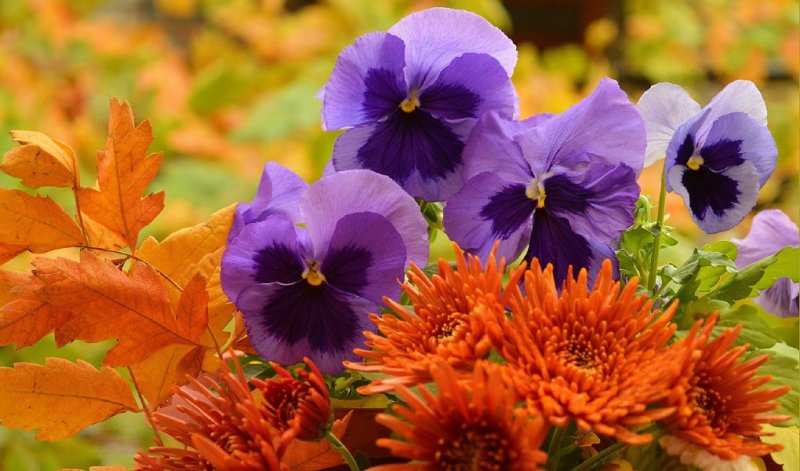 Хризантемы и Анютины глазки