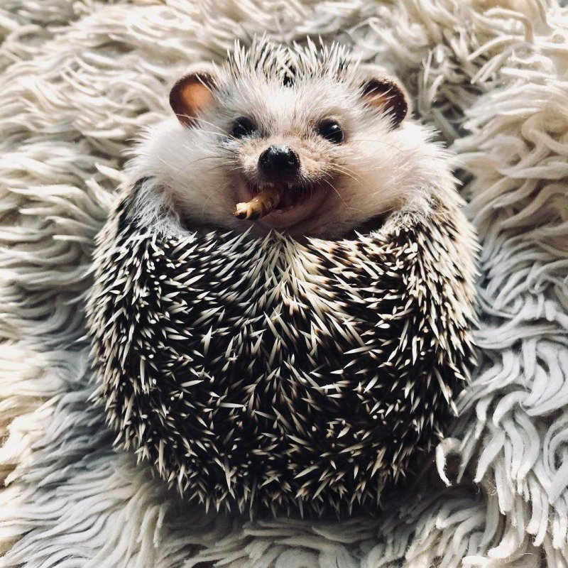 Забавные ежики