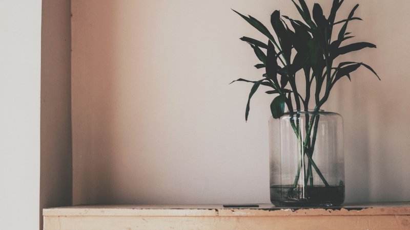 Растения Эстетика Минимализм