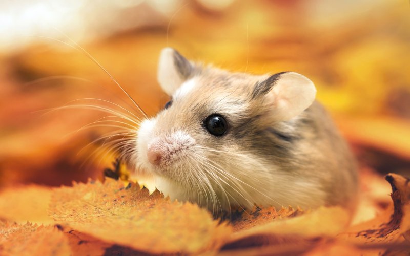 Хомяк Роборовского