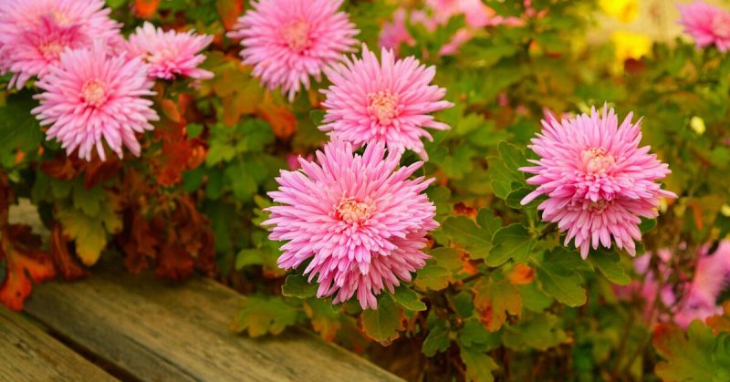 Астры и хризантемы