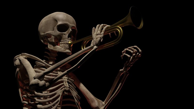 Скелет человека