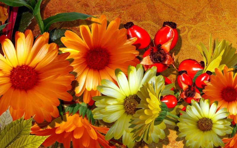 Осенние цветы