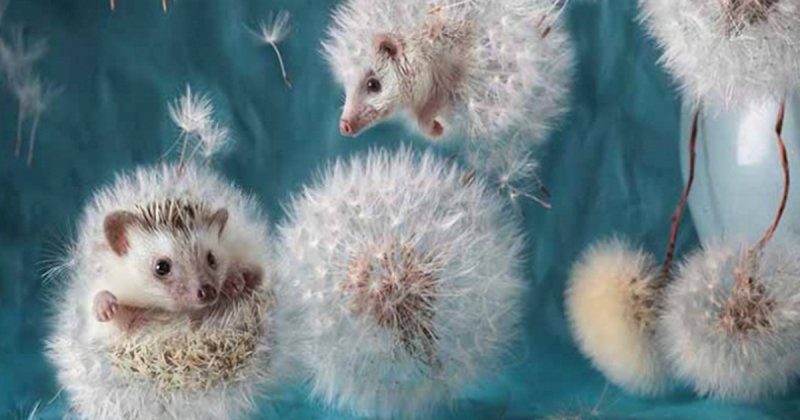 Ежик с одуванчиком