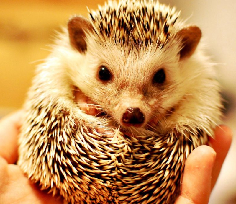 Голобрюхий ёж