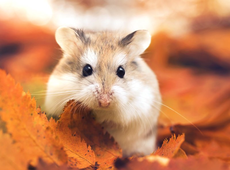 Оранжевый джунгарский хомяк
