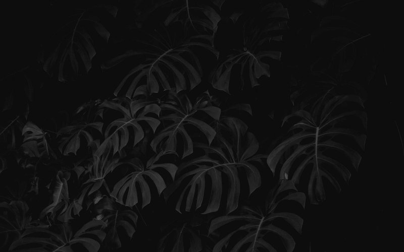 "черные листья"