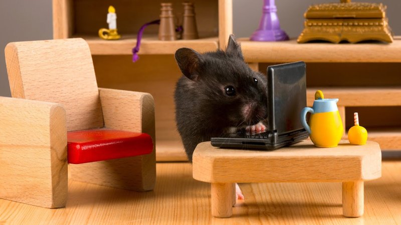 Хомячки за столом