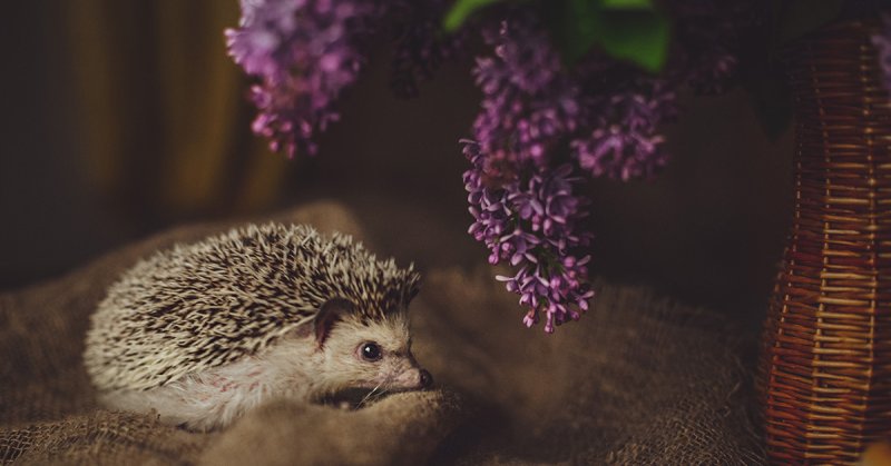 Ёжик Эстетика