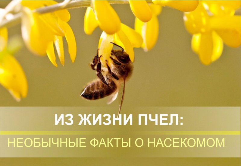 Пчела на цветке