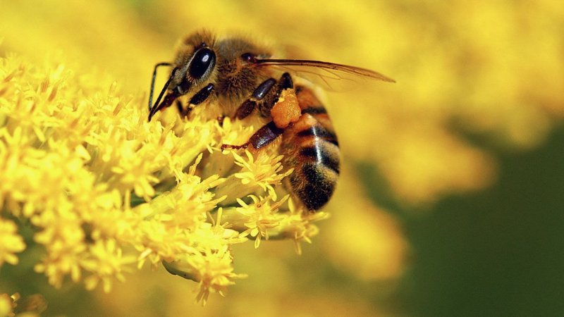 Рабочая пчела